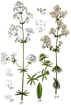 Tulica
